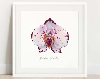 Rosa Orchidee Kunstdruck, feministische botanische Illustration