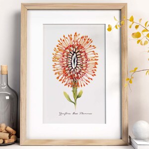 Orange Nadelflamme Yoni Blume Kunstdruck / Feministische botanische Illustration / Vulva / Vagina / göttlich feminin / Heilig / Erotik/ Bild 2