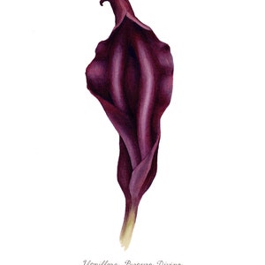 Purple Divine Yoni Flower Fine Art Print / Feminist Botanical Lily Illustration / Vulva / Vagina Art / Feminine / Sacred / Erotic/ image 3