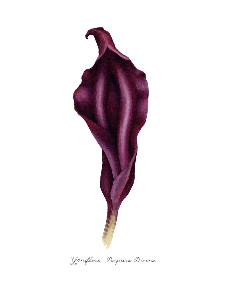 Purple Divine Yoni Flower Fine Art Print / Feminist Botanical Lily Illustration / Vulva / Vagina Art / Feminine / Sacred / Erotic/ image 3