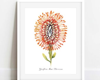 Orange "Needle Flame Yoni Flower" Fine Art Print / Feminist Botanical Illustration / Vulva / Vagina / Divine Feminine / Sacred / Erotic/