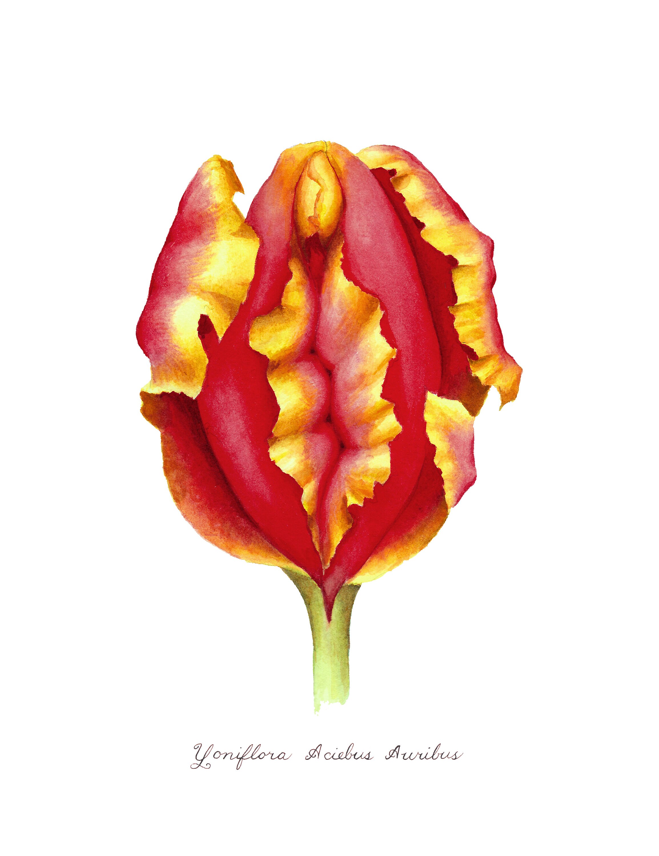 A Private Language of Flowers: Red Tulips and Their Erotic Implications