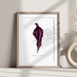 Purple Divine Yoni Flower Fine Art Print / Feminist Botanical Lily Illustration / Vulva / Vagina Art / Feminine / Sacred / Erotic/ image 7