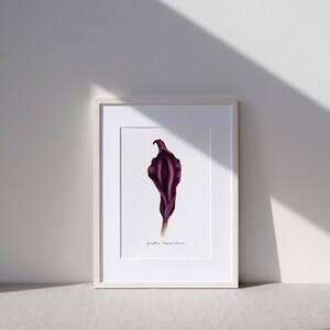 Purple Divine Yoni Flower Fine Art Print / Feminist Botanical Lily Illustration / Vulva / Vagina Art / Feminine / Sacred / Erotic/ image 6