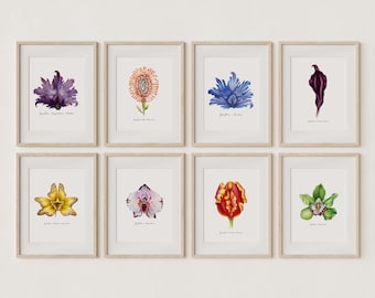 Yoni Flower Art Prints - Set of 8 / Feminist Botanical Illustration / Vulva Art / Vagina Art / Divine Feminine / Women's Empowerment