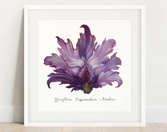 Purple "Stormy Dawn Yoni Flower" Fine Art Print / Feminist Botanical Illustration / Vulva / Vagina Art / Divine Feminine / Sacred / Erotic/