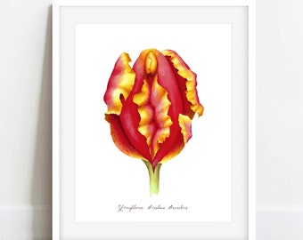 Red "Tulip Yoni Flower" Fine Art Watercolor Print / Feminist Botanical Illustration / Vulva / Vagina / Divine Feminine / Sacred / Erotic/