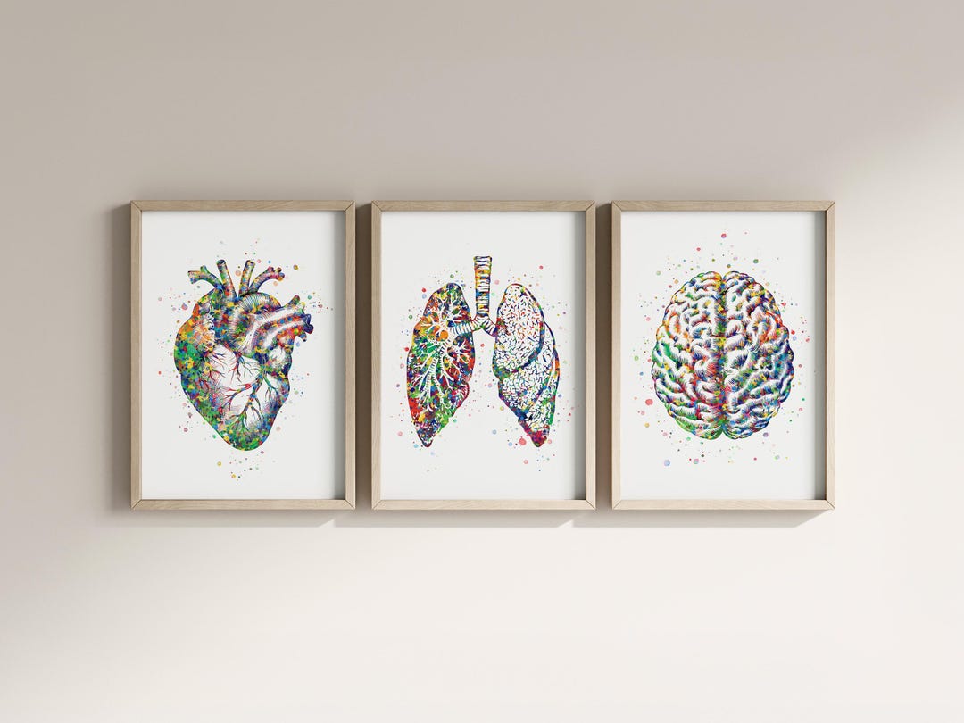 Doctor Office Printable Watercolor Art: Set of 3 Anantomical Organs ...