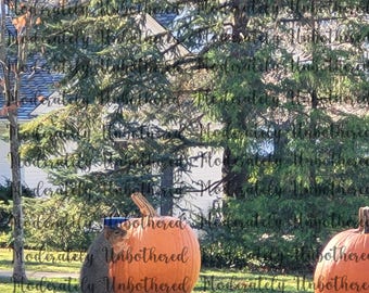 Squirrel Eating a Pumpkin in Broad Daylight, Downloadable to Enjoy Forever! 8x10, 2400x3000, 1.9MB
