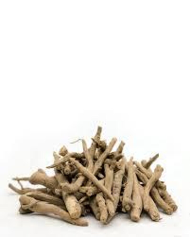 Puede incluir: Un mont&oacute;n de ra&iacute;ces secas de ashwagandha, de color marr&oacute;n claro, sobre un fondo blanco. Las ra&iacute;ces, de tama&ntilde;os y formas variadas, presentan un aspecto rugoso y texturizado. La imagen est&aacute; bien iluminada, resaltando el color natural y los detalles.