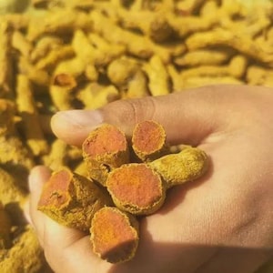 May include: A handful of turmeric rhizomes, with a vibrant yellow exterior and a deep orange interior, are held in a hand. The background is filled with more turmeric roots, creating a warm, earthy tone. This image showcases the raw form of the spice.