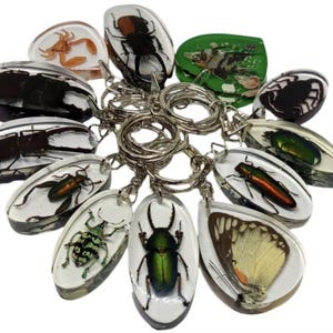 May include: A selection of insect keyrings encased in clear resin. The keyrings showcase various insects, including beetles and a butterfly, in shades of green, brown, and black. Each keyring has a silver metal ring.