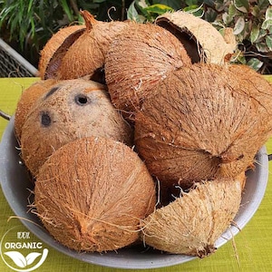 Puede incluir: Una colección de cáscaras de coco marrones y fibrosas y cocos enteros apilados dentro de un cuenco gris. Los cocos presentan una textura rugosa y peluda con ojos oscuros visibles en una de las cáscaras. Las cáscaras varían en tamaño y forma, mostrando piezas intactas y rotas.