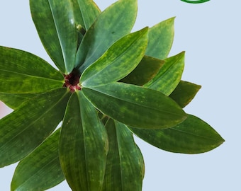 Dried Costus Igneus Tea | organic insulin plant leaves TEBU