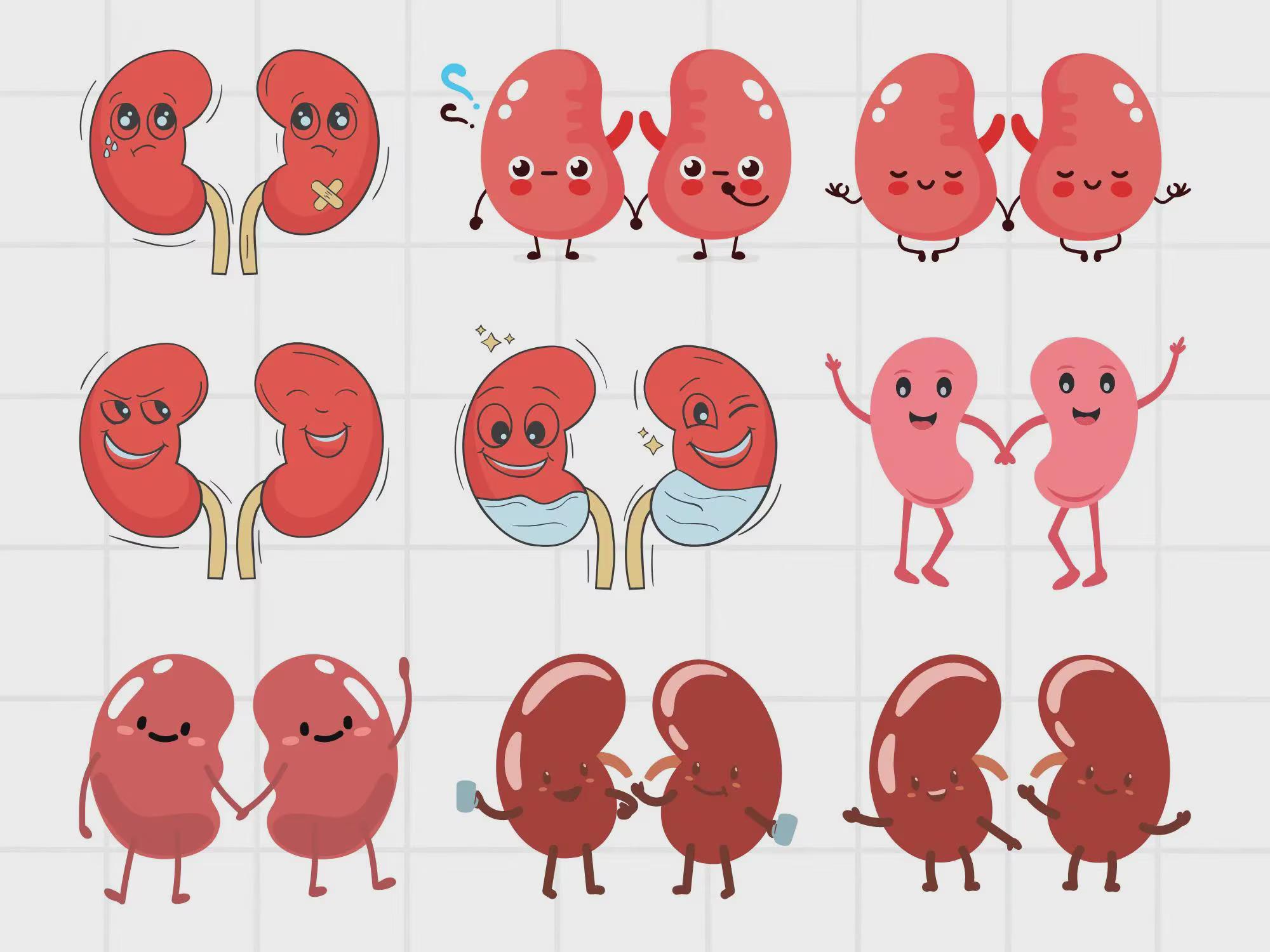 Kidney clip art España