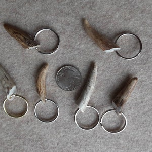 3 Deer Antler Tip Key Chains 1 Inch Split ring