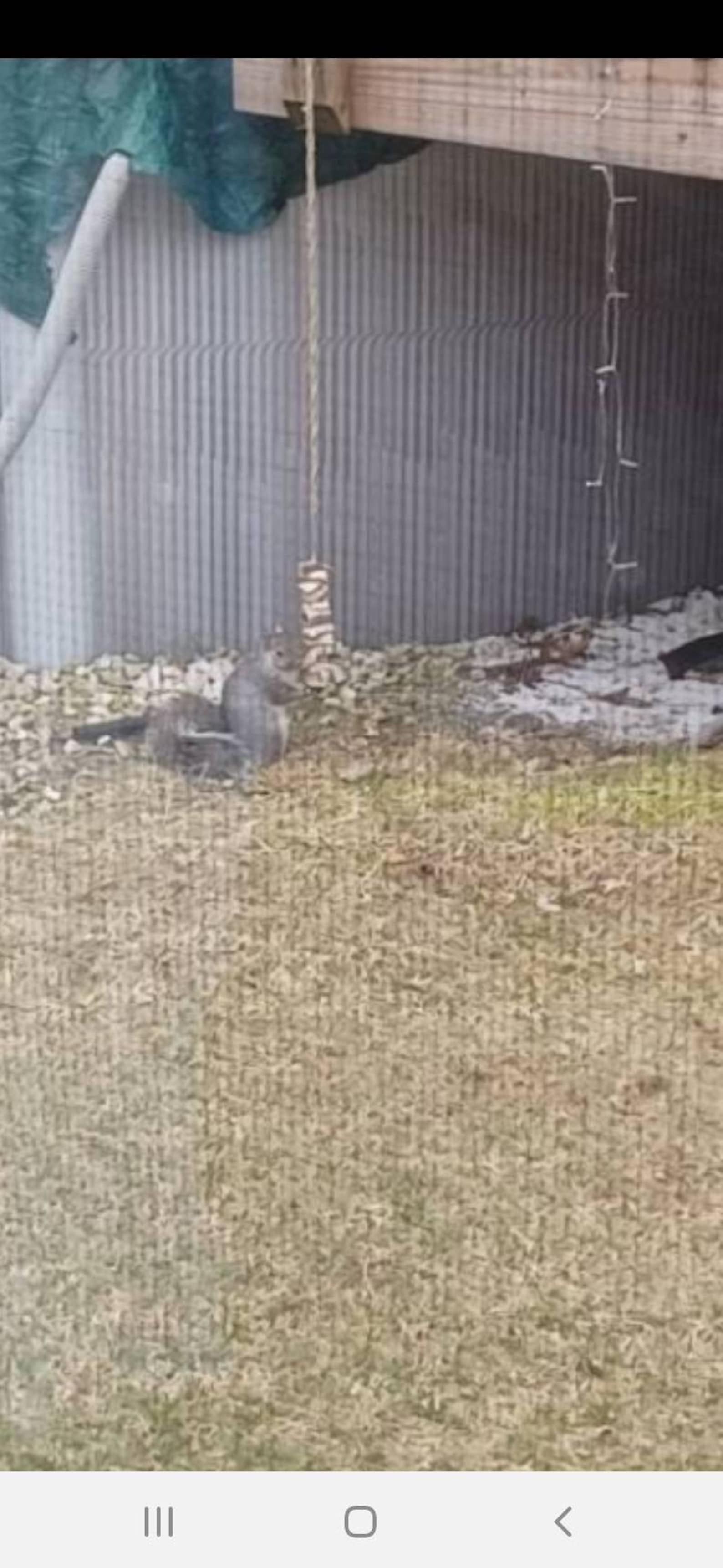 Squirrel Chew Treat. Help Prevent Squirrels From Chewing Etsy