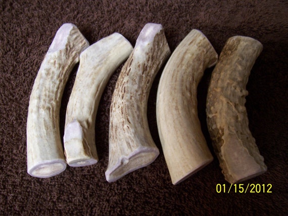 antler bone