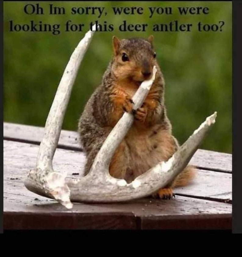 Squirrel Chew Treat. Help Prevent Squirrels From Chewing Etsy