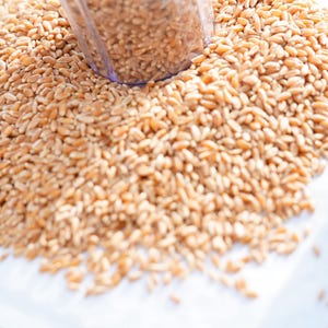 May include: A large pile of light brown, oval-shaped wheat grains spread across a flat surface. A clear, cylindrical plastic container is partially submerged in the centre of the grain pile, surrounded by the loose, dry, textured wheat kernels.