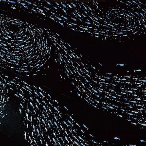 May include: An abstract image of a dark background with swirling patterns of small, light blue fish. The fish appear to be swimming in schools, creating a dynamic and visually appealing design. The overall effect is reminiscent of a starry night sky.