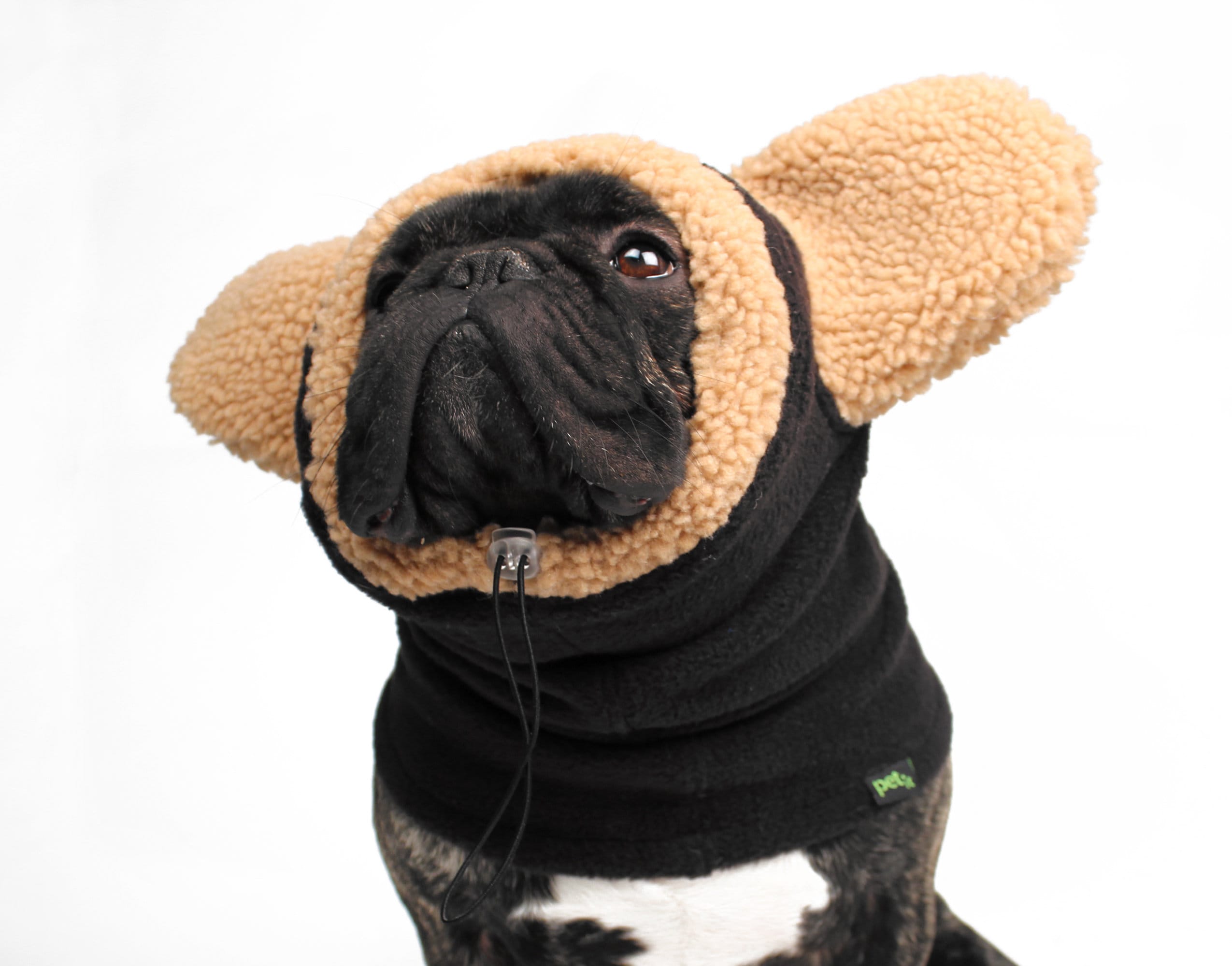 Are Dogs Ears Warm