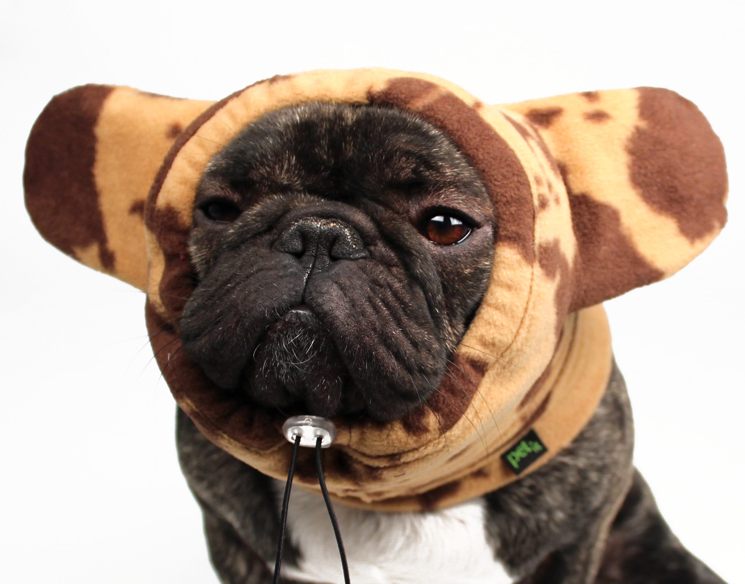 Are Dog Ears Supposed To Be Warm