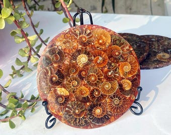 Polished Ammonite Fossils for sale | UK