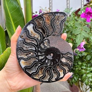 Puede incluir: Un fósil de amonita pulido con un patrón en espiral. El fósil presenta una mezcla de colores marrón oscuro, negro y blanco, con intrincadas estructuras internas visibles. El fósil se sostiene en una mano, mostrando su tamaño y detalle.