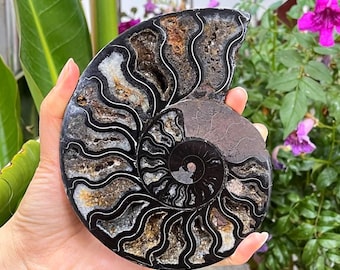 Natural black Ammonite Fossil,Spiral Shell Fossil,Conch Ornaments,Home decoration gifts 1PC