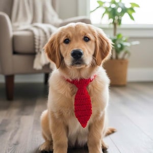 Puede incluir: Un cachorro golden retriever con una corbata roja de ganchillo. El perro está sentado en un suelo de madera, mirando a la cámara. El fondo incluye una silla, una planta y una ventana.