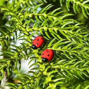 Pode incluir: Duas pequenas joaninhas vermelhas com manchas e cabeças pretas repousam sobre folhas verdes brilhantes em forma de agulha. As joaninhas estão em foco, enquanto o fundo está ligeiramente desfocado, criando uma cena natural ao ar livre.