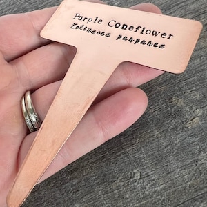 May include: A copper plant marker with the text "Purple Coneflower Echinacea purpurea" engraved on it.