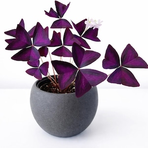 10 Bulbs Oxalis Triangularis, Purple Shamrock Good Luck Plant