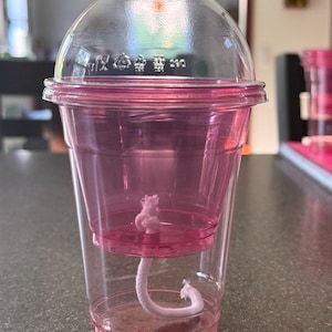 Self-Watering Cup for Corms and Tissue Cultures - PINK *Customized Labels Included