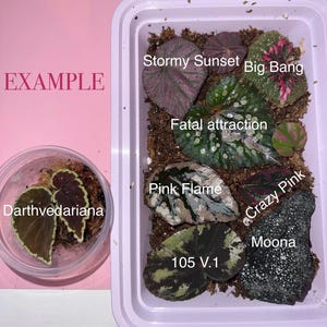 Rare Terrarium Begonia Cutting Box: Rooting Starter Kit