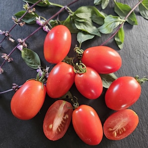 Datterini – 15 ou 25 graines – Tomate italienne type datte – Très sucrée – Semences reproductibles