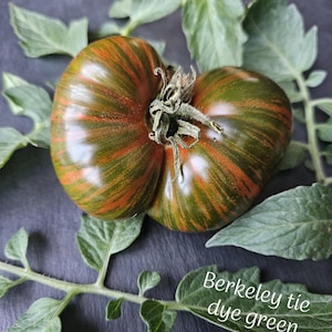 Peut inclure: Une tomate verte Berkeley Tie Dye mûre avec des rayures vertes et orange, entourée de feuilles vertes. La tomate a une surface texturée et est une variété unique. Le texte "Berkeley tie dye green" est visible.