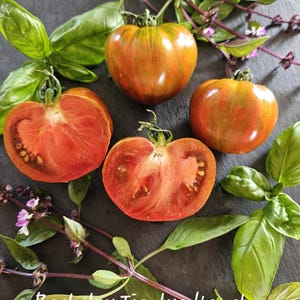 Peut inclure: Gros plan sur des tomates 'Berkeley Tie Dye Heart', dont certaines coupées, révélant un intérieur rouge vif. Les tomates sont striées de vert et d'orange. Des feuilles de basilic frais et des brins avec de petites fleurs violettes sont disposés autour.