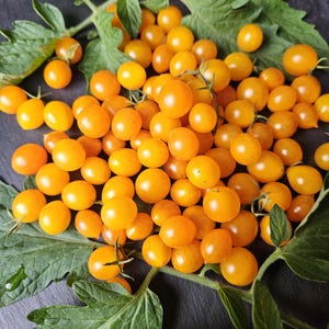 Peut inclure: Un groupe de petites tomates cerises rondes et jaune vif avec des tiges et des feuilles vertes. Les tomates sont disposées en un tas dense, mettant en valeur leur peau lisse et brillante. Le texte "Microberry" est imprimé en blanc en bas.
