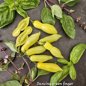 Peut inclure: Vue aérienne de tomates Dancing Green Finger jaunes et de feuilles de basilic fraîches sur une surface sombre. Certaines tomates sont coupées, révélant l'intérieur. Le texte "Dancing green finger" est visible en bas.