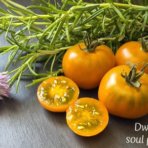 Peut inclure: Trois tomates jaunes entières et une tomate jaune coupée en deux avec des graines visibles, accompagnées d'un brin de romarin vert et d'une fleur de ciboulette violet clair. Le texte Dwarf soul patch est imprimé dans le coin inférieur droit.