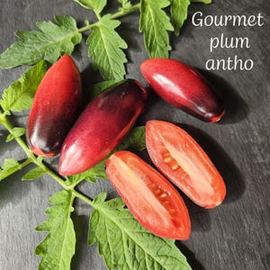 Op de afbeelding: Close-up van verschillende gourmet pruim antho tomaten, sommige heel en sommige gehalveerd, met een gradiënt van rood en donkerpaars. De tomaten liggen op groene bladeren tegen een donkere achtergrond. Tekst: "Gourmet plum antho."