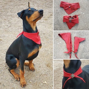 May include: A black and brown Doberman Pinscher wearing a red leather dog collar with a silver buckle. The dog is sitting on a brown dirt surface. The image also shows three different red leather dog collars with silver buckles.