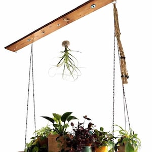 May include: A hanging wooden plant shelf with various potted plants. The shelf is suspended by chains from a wooden beam. An air plant hangs below the beam. The plants include green and purple foliage in wooden and ceramic pots.