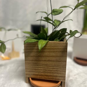 Puede incluir: Una maceta de madera con un acabado de veta de madera marrón claro. La maceta tiene una bandeja extraíble de color naranja claro. Una planta verde con enredaderas largas está creciendo en la maceta.