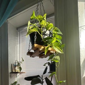 May include: A hanging plant with variegated leaves in a black pot, suspended from a wooden shelf with a chain.