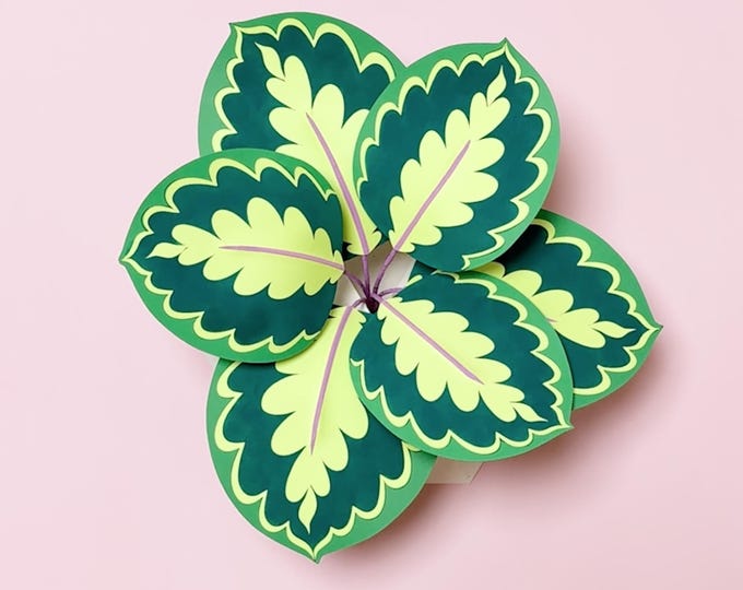 Medallion Calathea Paper Plant, 3D Wall Art