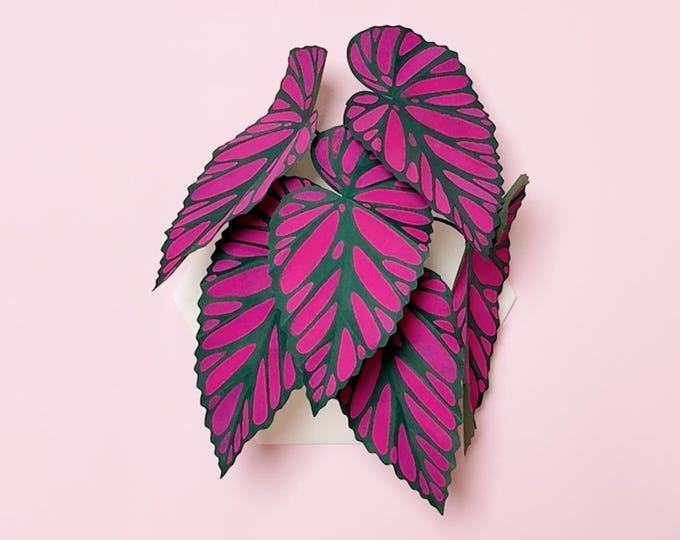 Begonia Brevirimosa Paper Plant, 3D Wall Art