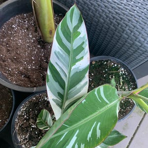 Variegated Banana Plant Shipped From Canada
